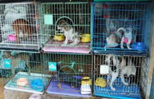 വളർത്തുമൃഗങ്ങളുടെ ചെറുകിട വില്പന ശാലകൾക്ക് പൂട്ട് വീഴുമോ?