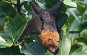 വവ്വാൽ അപകടകാരി. വേനലിൽ കരുതൽ വേണം