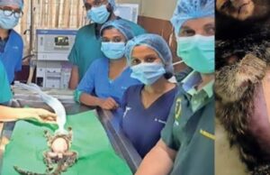 അപൂർവയിനം അമ്മക്കുരങ്ങിനെ ശസ്ത്രക്രിയയിലൂടെ രക്ഷിച്ചു.