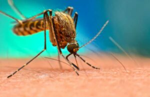 കൊതുക് വില്ലൻ ആണ്. അകറ്റാൻ ചില നാടൻ വഴികൾ