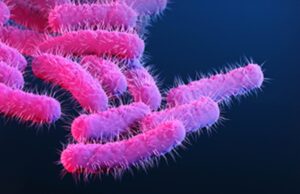 ഷിഗല്ല നിസ്സാരകാരനല്ല. ശ്രദ്ധിച്ചില്ലെങ്കിൽ ജീവനെടുക്കും