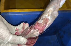 1800 കിലോ പുഴുവരിച്ച മത്സ്യം തൃശൂരിൽ പിടികൂടി