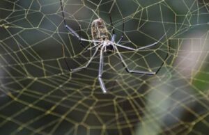 എട്ടുകാലിയെ വീട്ടിൽ നിന്നും തുരത്താൻ ചില വഴികൾ