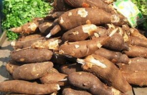 മരച്ചീനി വില ഉയരുന്നു.