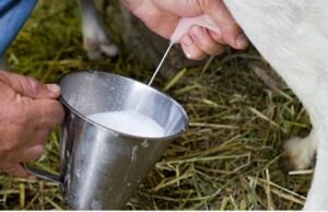 ആട്ടിൻ പാലിന്റെ ഗുണങ്ങൾ