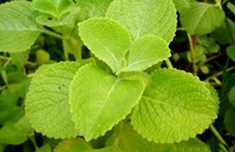 പനിക്കൂർക്കയുടെ ആരോഗ്യഗുണങ്ങൾ