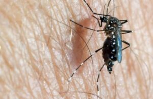 വെസ്റ്റ് നൈല് പനി അറിയേണ്ടതെല്ലാം