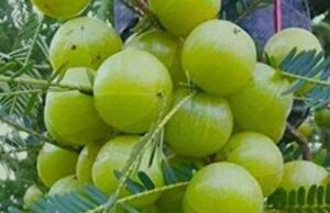 നെല്ലിക്ക കഴിക്കുന്നത് ഇവർക്കു അത്ര നല്ലതല്ല