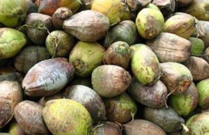 നാളികേരവില കുറഞ്ഞു. കേര കർഷകർ പ്രതിസന്ധിയിൽ.