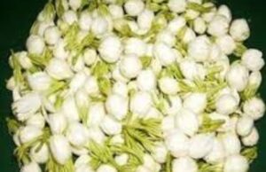 മുല്ലപ്പൂ വില കുത്തനെ ഉയർന്നു