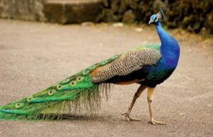 മയിലുകൾ നാട്ടിലെത്തുന്നത് ആപത്ത്