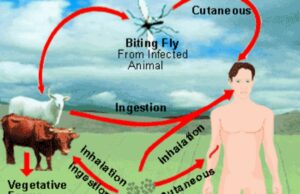 തൃശ്ശൂരിൽ ആന്ത്രാക്സ്