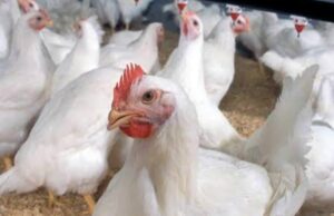 കോഴി കയറ്റുമതി നിരോധിച്ച് മലേഷ്യ.