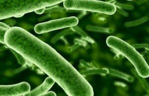 ലോകത്തിലെ ഏറ്റവും വലിയ ബാക്ടീരിയയെ കണ്ടെത്തി