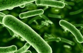 ലോകത്തിലെ ഏറ്റവും വലിയ ബാക്ടീരിയയെ കണ്ടെത്തി