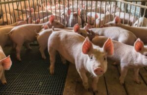 വയനാട്ടില് ആഫ്രിക്കന് പന്നിപ്പനി സ്ഥിരീകരിച്ചു.