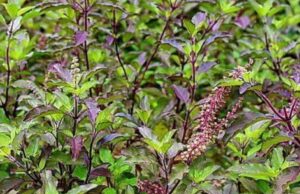 അറിയാം തുളസിയുടെ ഗുണങ്ങൾ