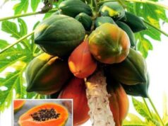 പപ്പായ കഴിക്കുന്നത് കൊണ്ടുള്ള ഗുണങ്ങൾ