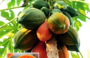 പപ്പായ കഴിക്കുന്നത് കൊണ്ടുള്ള ഗുണങ്ങൾ