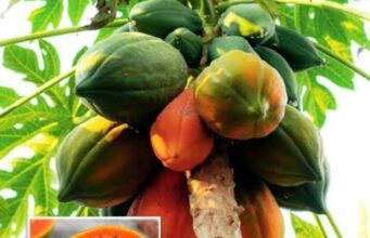 പപ്പായ കഴിക്കുന്നത് കൊണ്ടുള്ള ഗുണങ്ങൾ