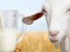 ആട്ടിൻ പാൽ കുടിച്ചാലുള്ള ഗുണങ്ങൾ