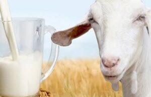 ആട്ടിൻ പാൽ കുടിച്ചാലുള്ള ഗുണങ്ങൾ