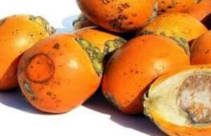 പഴുത്ത അടയ്ക്കയ്ക്ക് റെക്കോഡ് വില.