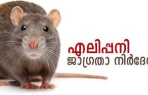 വേണം എലിപ്പനി ജാഗ്രത