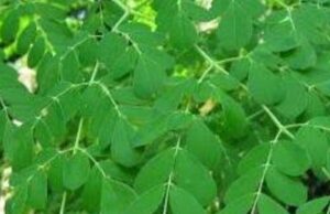 മുരിങ്ങയിലയുടെ ഗുണങ്ങൾ