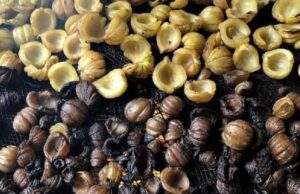 കുടംപുളി ആളത്ര നിസ്സാരക്കാരനല്ല. അമിതവണ്ണം കുറയ്ക്കാന് സഹായിക്കുന്നു