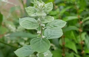 ചെറൂളയുടെ ഗുണങ്ങൾ