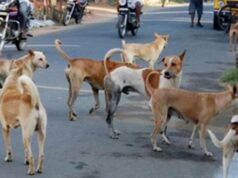 വളർത്തുനായ ലൈസൻസിന് 50 രൂപ.. ഇനി ഓൺലൈൻ ആയും അപേക്ഷിക്കാം