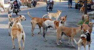 വളർത്തുനായ ലൈസൻസിന് 50 രൂപ.. ഇനി ഓൺലൈൻ ആയും അപേക്ഷിക്കാം