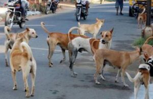 വളർത്തുനായ ലൈസൻസിന് 50 രൂപ.. ഇനി ഓൺലൈൻ ആയും അപേക്ഷിക്കാം