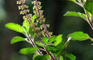 യൂറിക് ആസിഡ് കുറക്കാൻ തുളസിയില ഇതുപോലെ ഉപയോഗിക്കണം