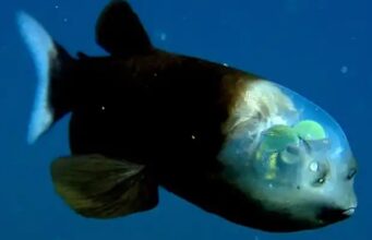 സുതാര്യമായ തലയുള്ള അപൂര്വ മത്സ്യത്തെ കണ്ടെത്തി.