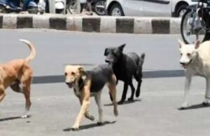 പേ പിടിച്ച നായകളെ കൊല്ലാൻ കോടതിയുടെ അനുമതി തേടുമെന്ന് മന്ത്രി എം. ബി. രാജേഷ്