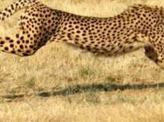 ഏഴ് പതിറ്റാണ്ടിന് ശേഷം ഇന്ത്യയിലേക്ക് ചീറ്റ എത്തുന്നു