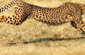 ഏഴ് പതിറ്റാണ്ടിന് ശേഷം ഇന്ത്യയിലേക്ക് ചീറ്റ എത്തുന്നു