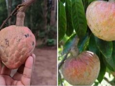 ആത്തചക്കയുടെ ഗുണങ്ങൾ