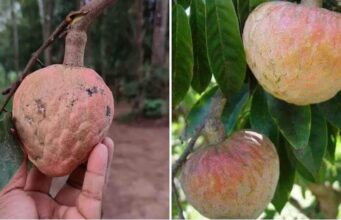 ആത്തചക്കയുടെ ഗുണങ്ങൾ